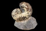 Unusual, Scaphites Ammonite Fossil in Rock - Kansas #93747-1